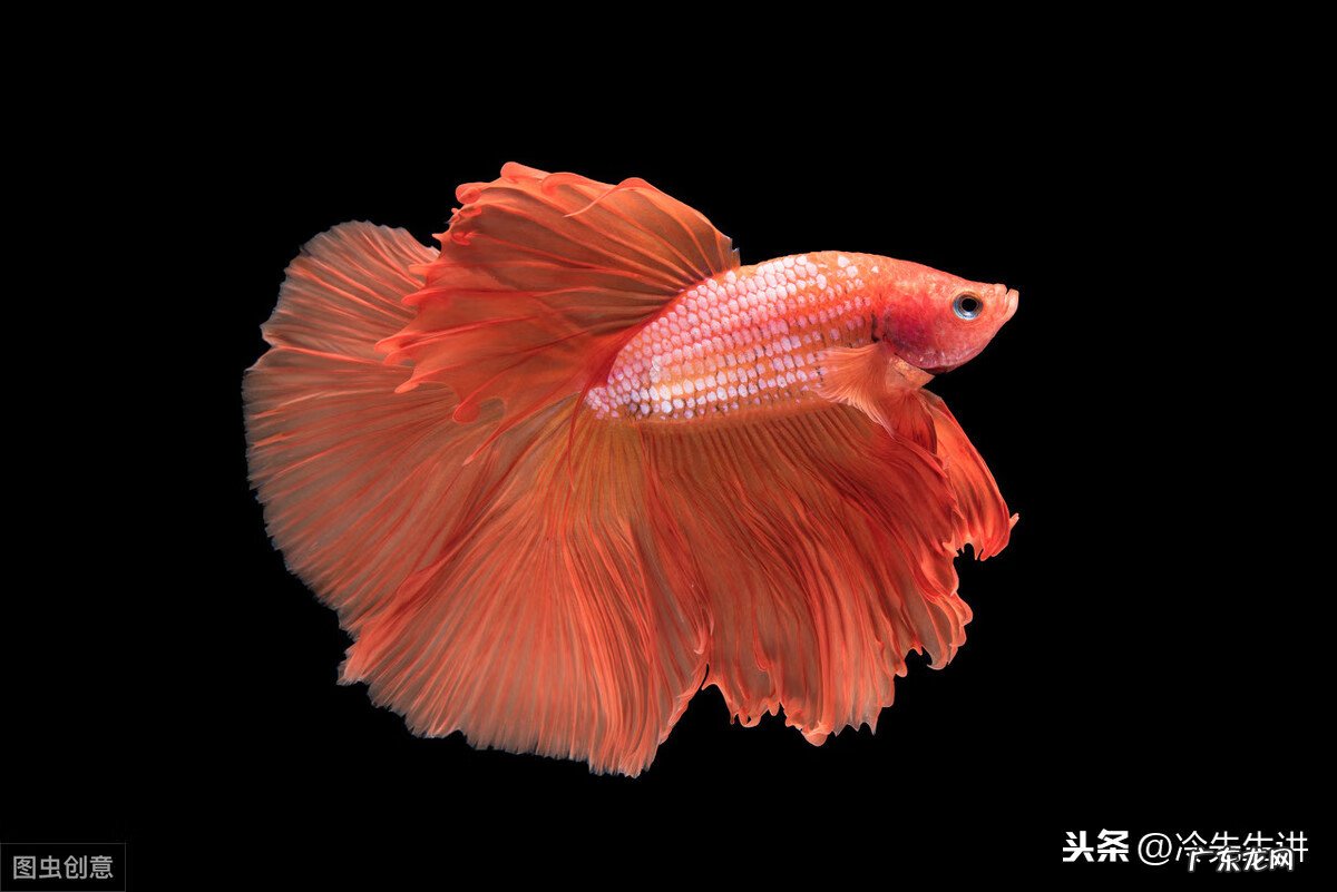 风水鱼是什么意思 风水鱼长什么样子