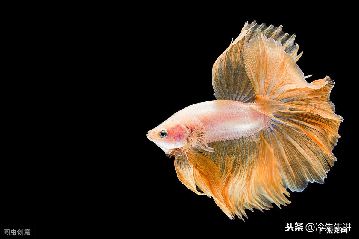 风水鱼是什么意思 风水鱼长什么样子