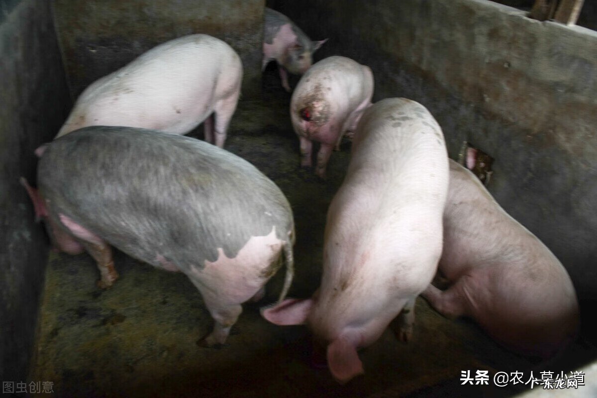 现在农村养殖什么利润高 在农村养殖什么赚钱啊