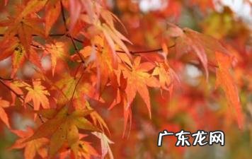 枫叶什么时候是最佳观赏期 枫叶是霜降后变红吗