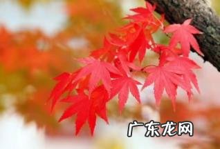 枫叶什么时候是最佳观赏期 枫叶是霜降后变红吗