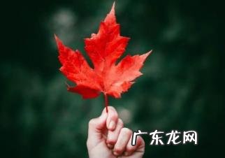 枫叶什么时候是最佳观赏期 枫叶是霜降后变红吗