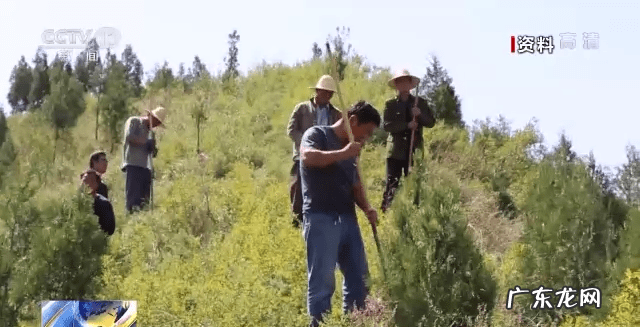 凤嘴面相图 凤凰嘴是啥意思