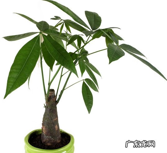 夫妻爱吵架的风水化解 夫妻果蔬店风水