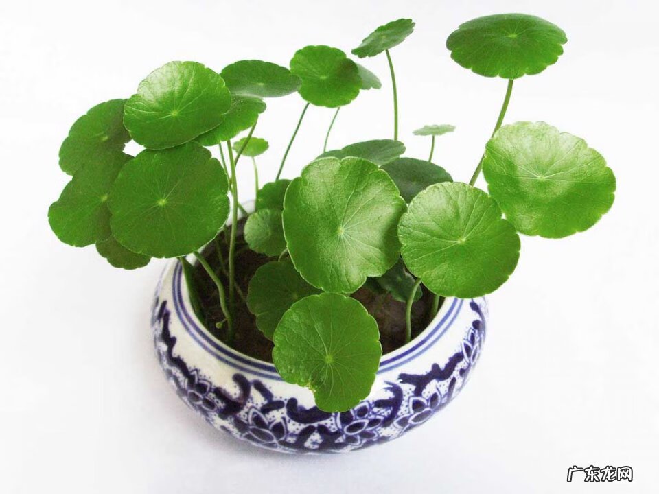 夫妻爱吵架的风水化解 夫妻果蔬店风水