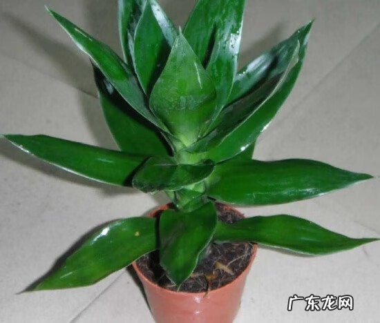 夫妻爱吵架的风水化解 夫妻果蔬店风水