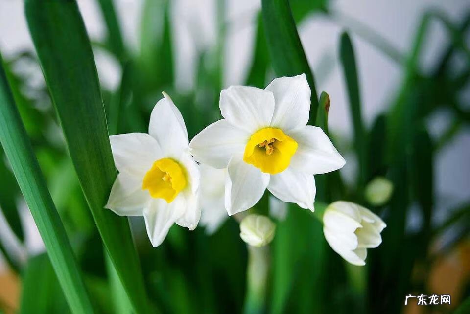 夫妻爱吵架的风水化解 夫妻果蔬店风水