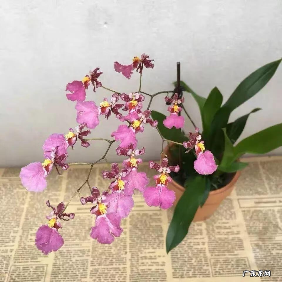 大花蕙兰的花语和寓意 大蕙兰的寓意和象征风水