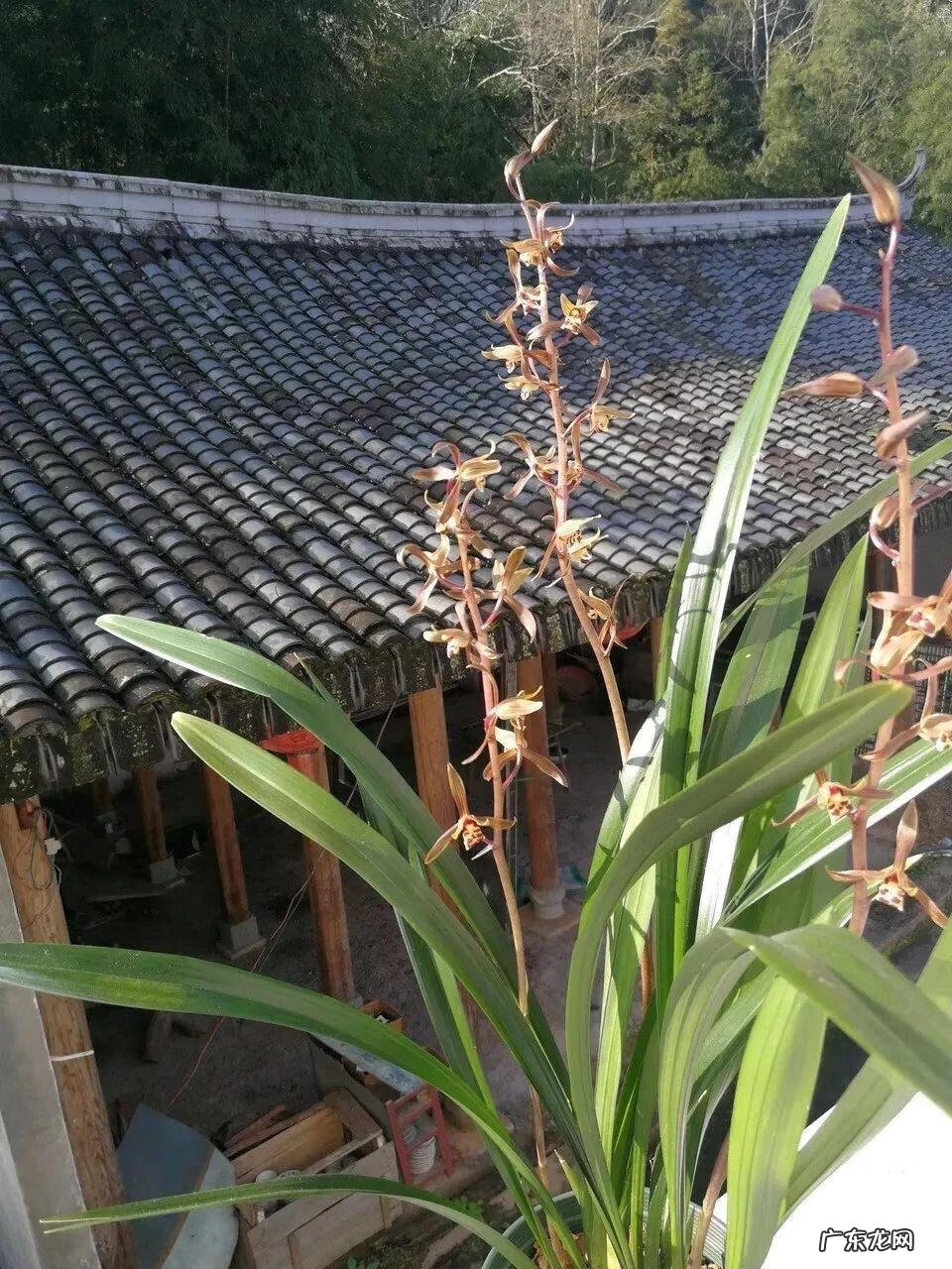 大花蕙兰的花语和寓意 大蕙兰的寓意和象征风水