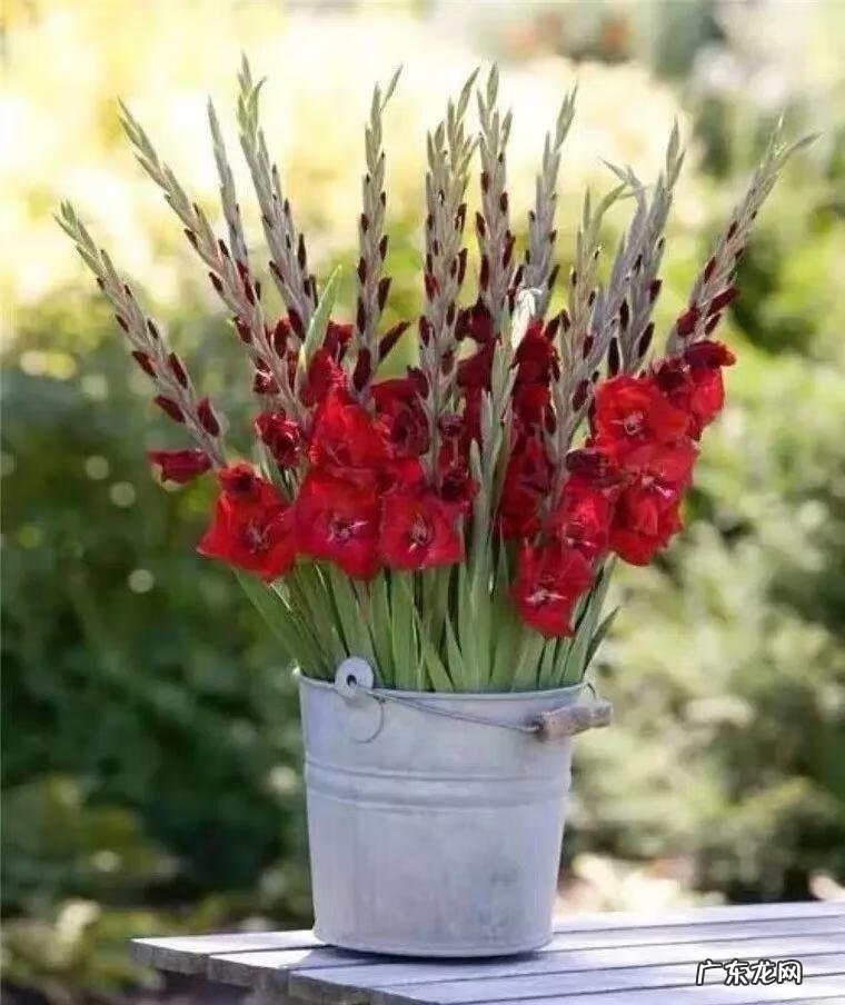 大花蕙兰的花语和寓意 大蕙兰的寓意和象征风水