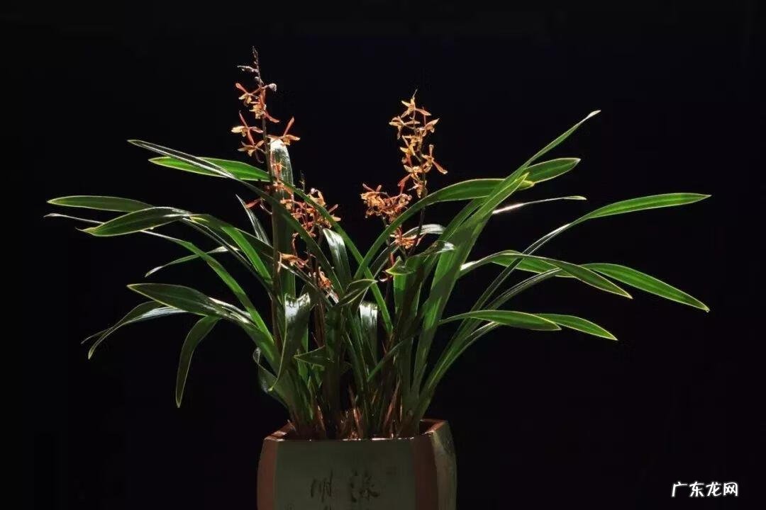 大花蕙兰的花语和寓意 大蕙兰的寓意和象征风水