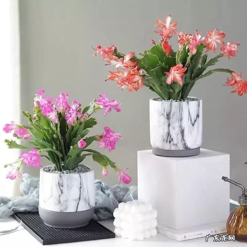 大花蕙兰的花语和寓意 大蕙兰的寓意和象征风水