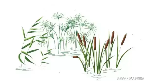 黄金螺不想养了 黄金螺