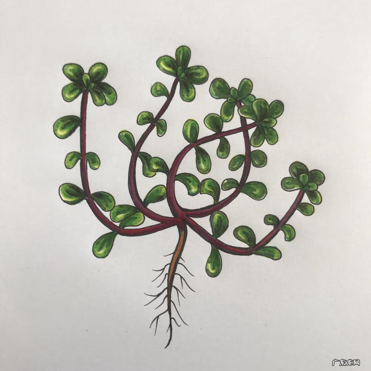 马齿苋的功效是什么 马齿苋是什么东西