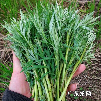 柳蒿芽的功效与作用禁忌 柳蒿芽的作用与功效禁忌