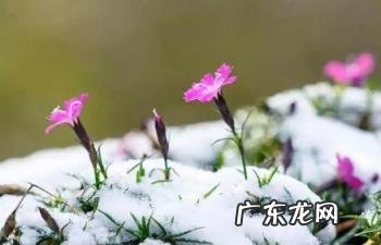 倒春寒有什么预兆 2023春节过后会倒春寒吗