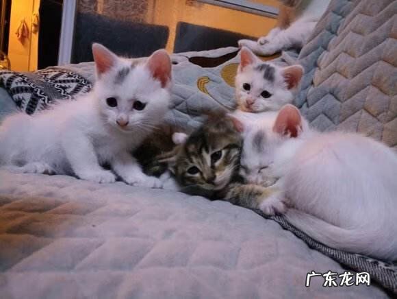 藤县风水留题将军点兵 将军挂印风水特征