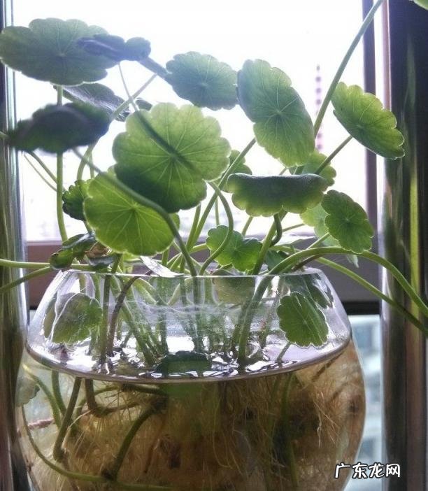 金钱草的功效与作用百科 金钱草的功效与作用金钱草长什么样