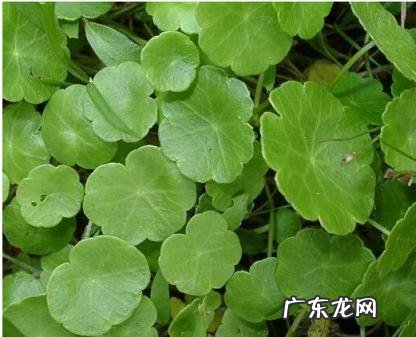 金钱草的功效与作用百科 金钱草的功效与作用金钱草长什么样