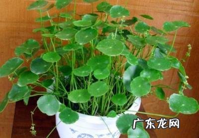 金钱草的功效与作用百科 金钱草的功效与作用金钱草长什么样