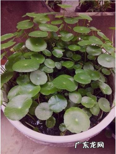 金钱草的功效与作用百科 金钱草的功效与作用金钱草长什么样