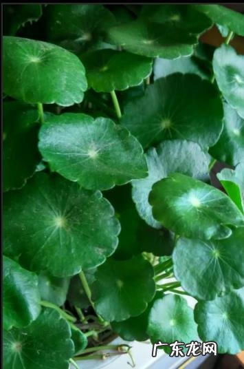 金钱草的功效与作用百科 金钱草的功效与作用金钱草长什么样