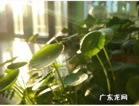 金钱草的功效与作用百科 金钱草的功效与作用金钱草长什么样