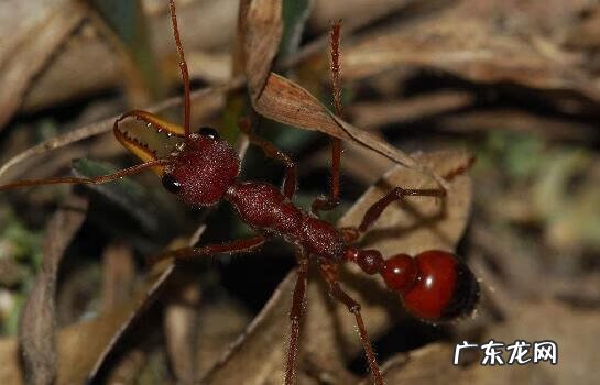 牛头獒犬 牛头犬蚁