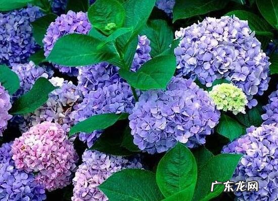 绣球花家里可以养吗 绣球花的养殖方法和注意事项