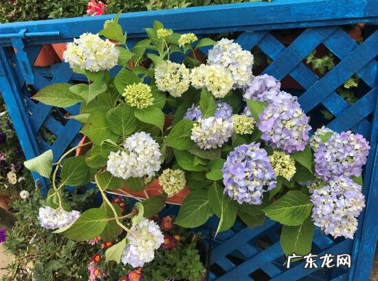 绣球花家里可以养吗 绣球花的养殖方法和注意事项