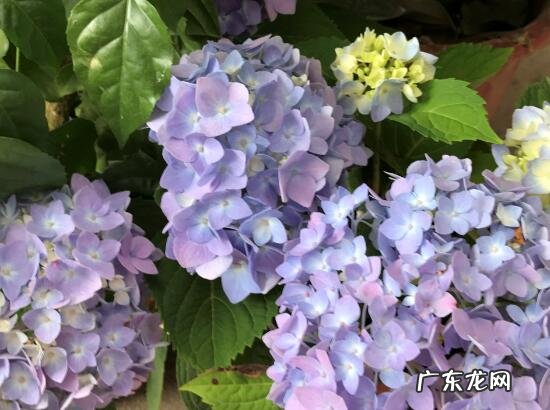 绣球花家里可以养吗 绣球花的养殖方法和注意事项