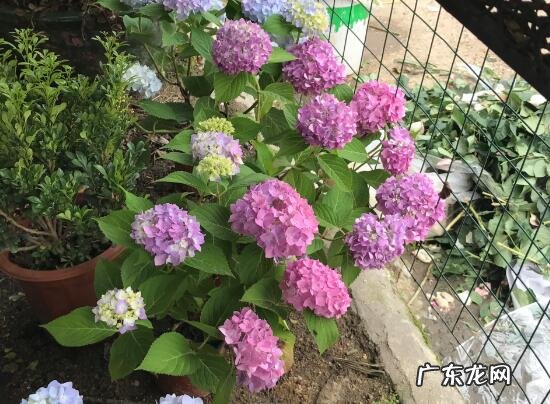 绣球花家里可以养吗 绣球花的养殖方法和注意事项