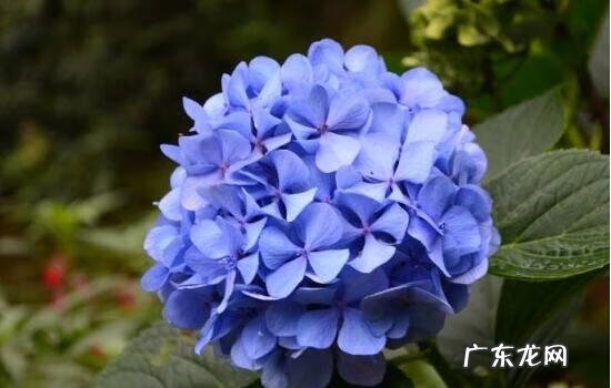 绣球花家里可以养吗 绣球花的养殖方法和注意事项