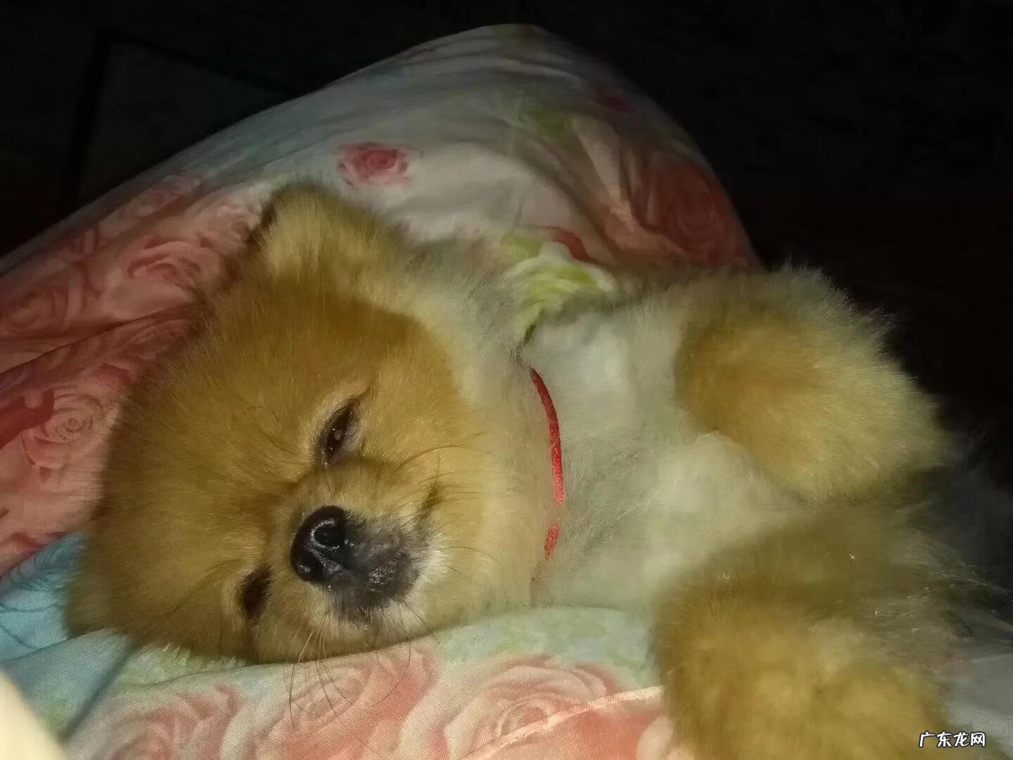 家里养猫还是养狗旺宅 猫狗哪个旺风水