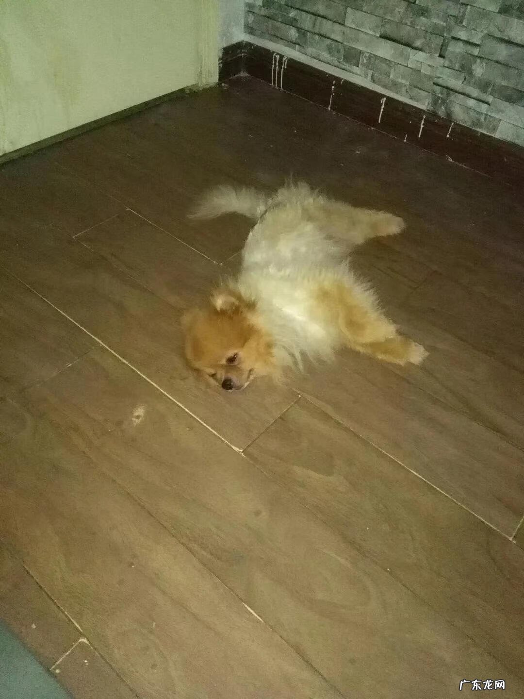 家里养猫还是养狗旺宅 猫狗哪个旺风水