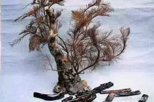 摆放银柳是招财吗 招财红柳图片