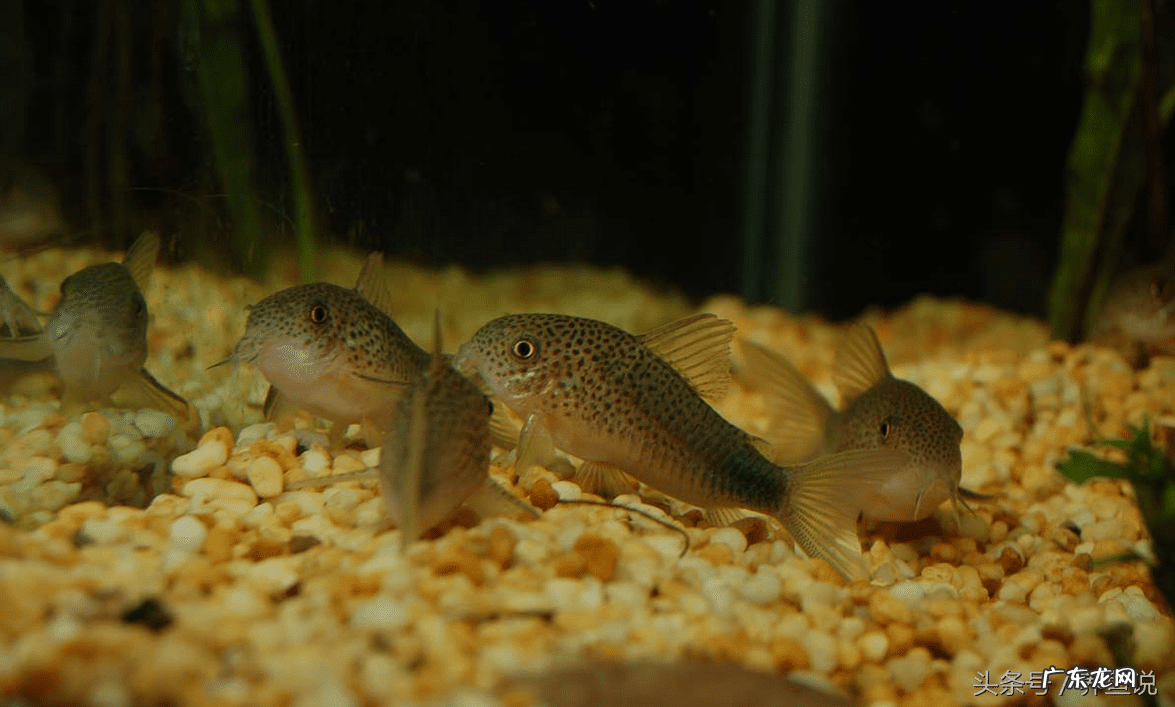 小型招财鱼有哪些 招财的风水鱼