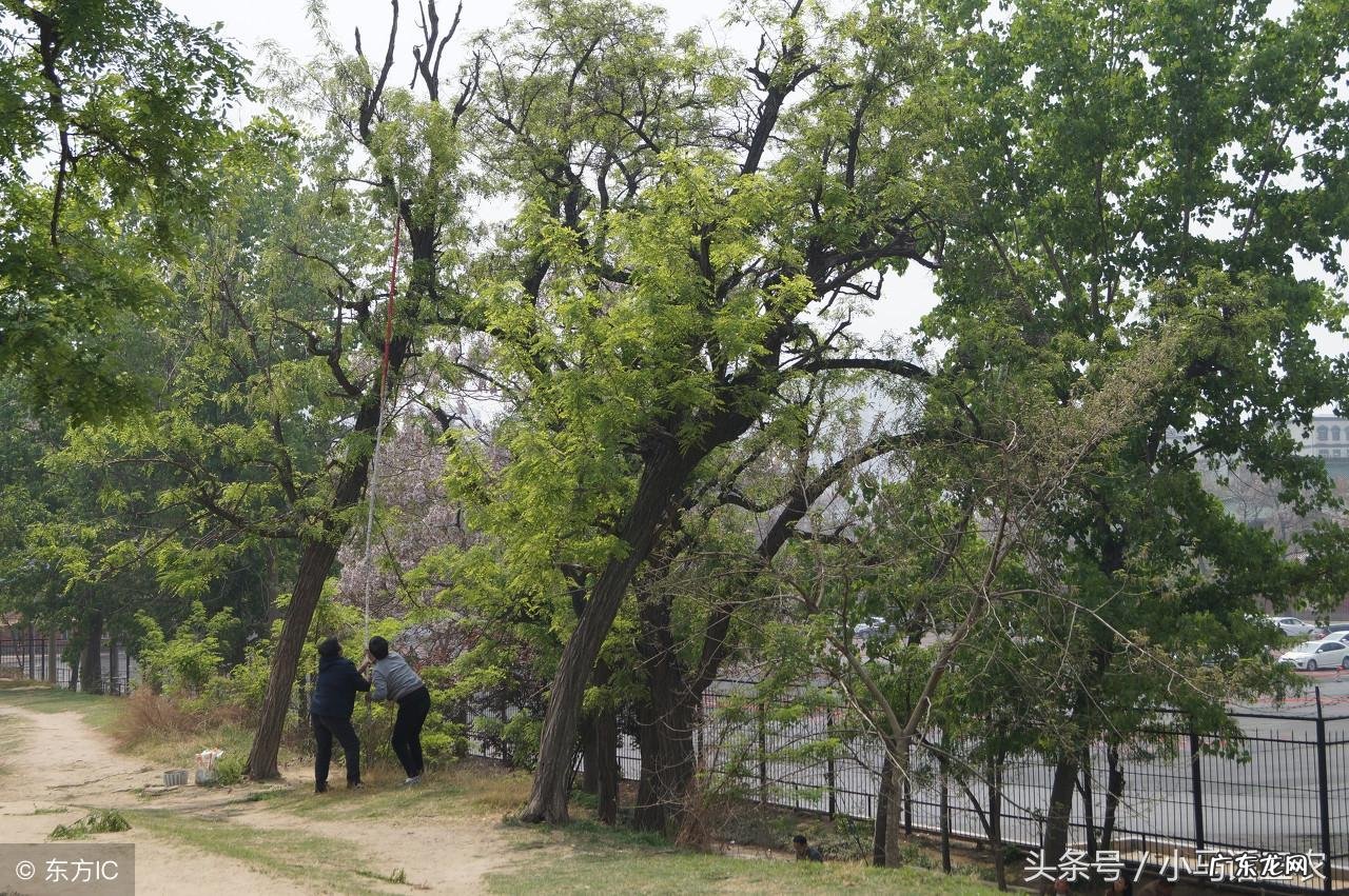 榆树种在院子什么位置 风水 榆树家庭风水