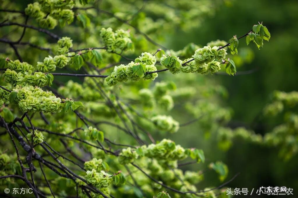 榆树种在院子什么位置 风水 榆树家庭风水