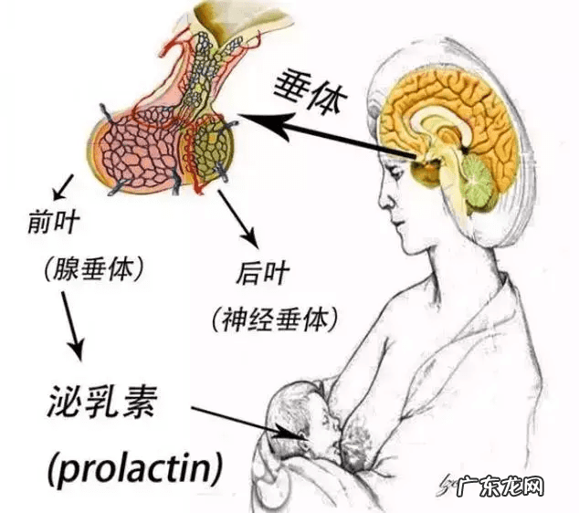 泌乳素达到多少值才是垂体瘤 垂体泌乳素瘤怎么检查