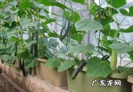 适合阳台种的高产菜 适合阳台种的高产菜种