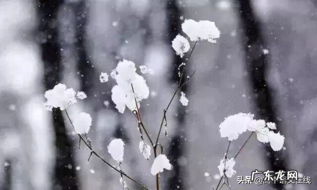 我叫mt雪歌曲 我叫什么雪