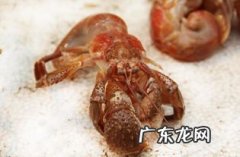 虾怪哪里有 虾怪图片活的还是死的