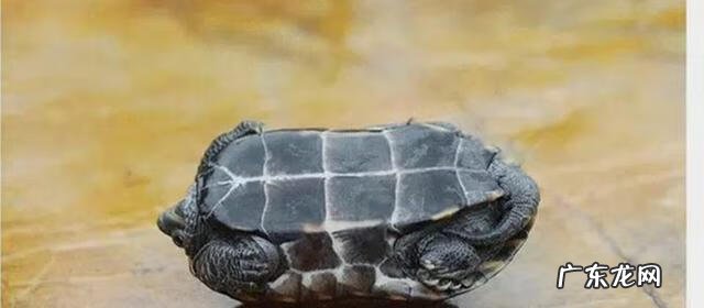 草龟怎么养才好