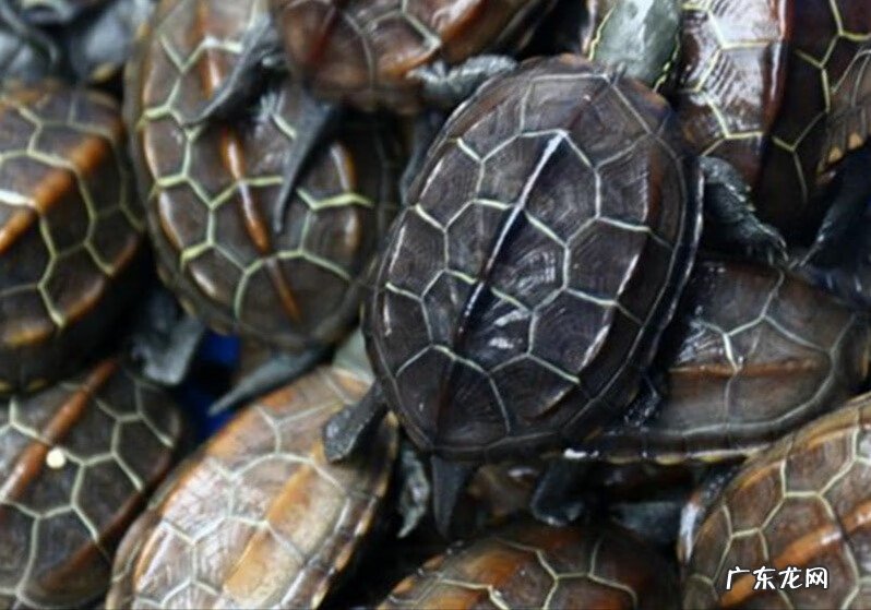 草龟怎么养才好