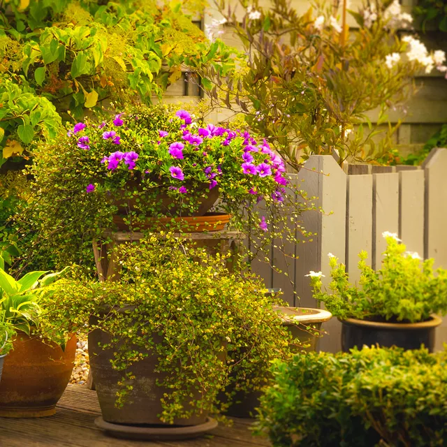 一楼带院子的户型图 一楼带小院风水