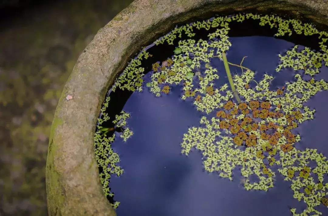 一楼带院子的户型图 一楼带小院风水