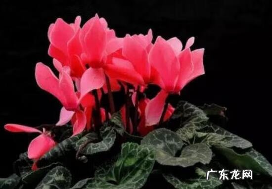 仙客来在风水上的意义 仙客来的风水寓意