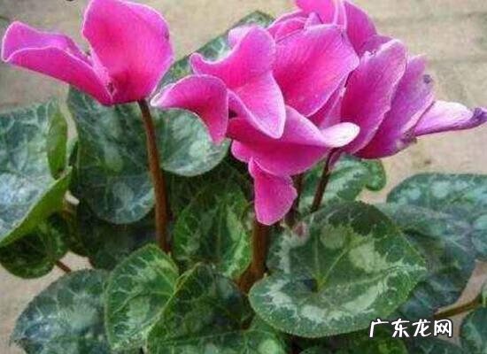 仙客来在风水上的意义 仙客来的风水寓意