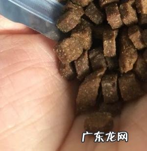 蓓尔萌猫粮怎么样 蓓尔猫粮怎么样